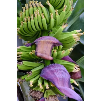 Fresh Banana Flower